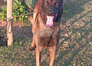 دكر مالينوا