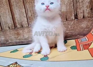 Chatons angora turc 