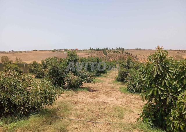 هكتار محفض واشجار افوكادو نواحي بحراوي 14كم