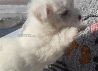 bichon maltaiis Tooy