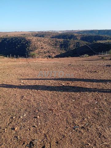 Ter 1ha titre om sallat tiflet