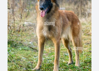 chien  tervuren (malinois)