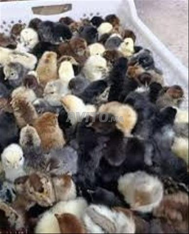 كتكوت خليط السلالات katkout khalit soulala