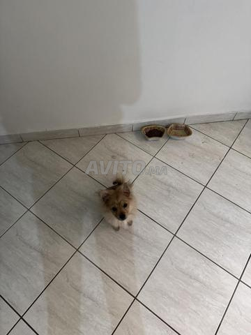 كلبة بالدفتر عمرها تقريبا 3 اشهر 