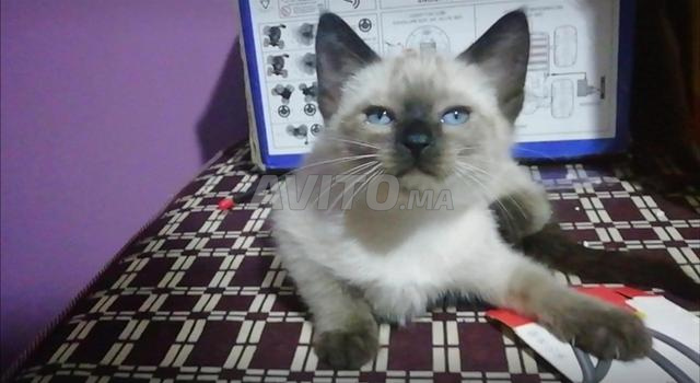 بيع اثنان قطة السلالة سيامي جديون فقد الله يخليكم