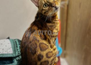 chat bengal mâle disponible pour accouplement 