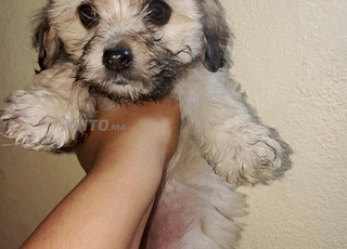 Bichon petite taille