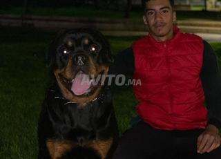 Rottweiler pure race