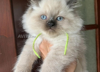 solar femelle disponible 