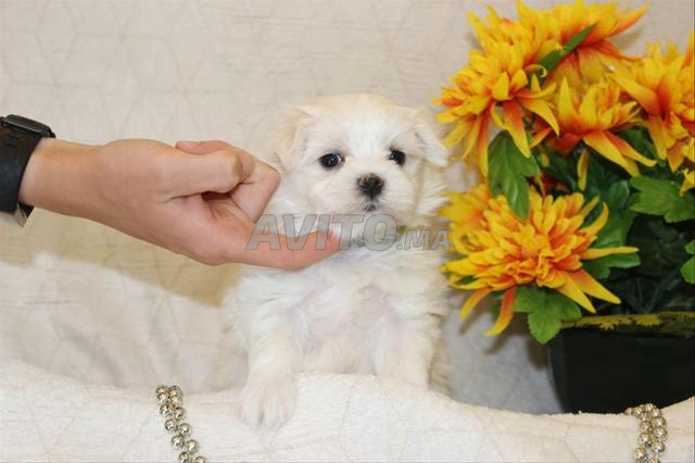 PUPPY maltais avec un kit départ  - 2