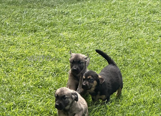 CHIOTS A VENDRE