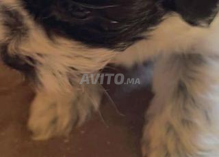 Chien bichon maltais 