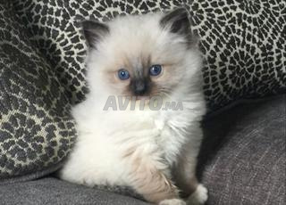 Himalayn قطط همالاياا