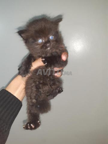 Persan moon face chocolat 1mois et demi