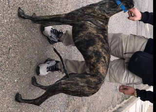 A vendre slougui espagnol galgo 