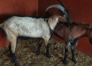 ماعز حر الألبين