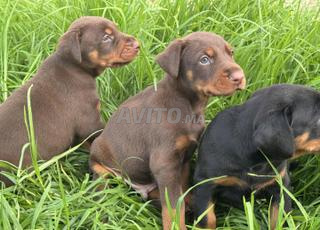 كلب دوبرمان من سلالة نسب