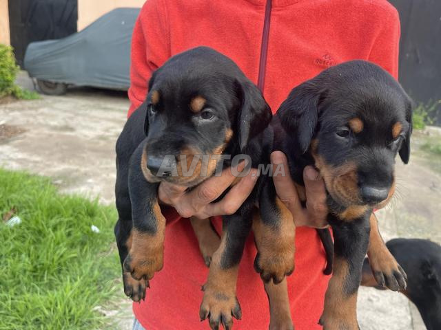 Doberman issu de parent pedigree