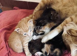 Chatons  a donner 