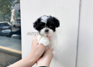 chiot bichon en parfaite santé 