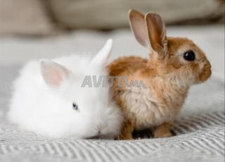 lapin nain angora