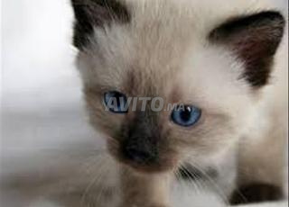 Cinéma Tarik tanger