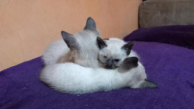 Chatons siamois femelles à vendre