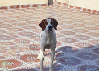📢 Chien de Chasse Pointer Anglais 🐕🎯