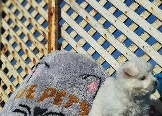 bichon maltaiis ,toy 