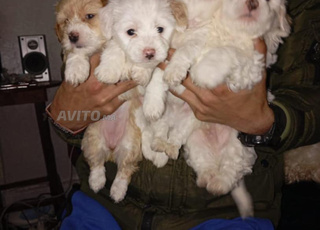 bichon maltais chien