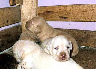 labrador chien