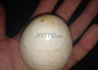 أوريكة تحناوت 