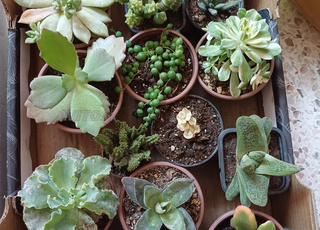 الصباريات و العصاريات بتمن الجملة