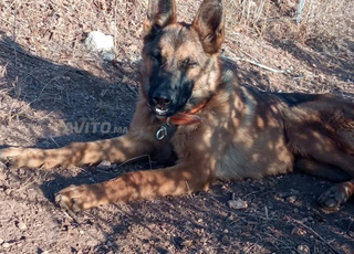 Jeune chien à vendre