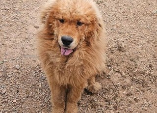 chien Tibetian Mastif 