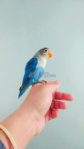 Oiseaux inséparables 