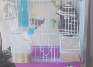 couple de mandarin avec cage 