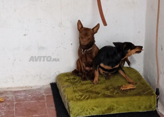 Vente chien pinscher croisé chiwawa