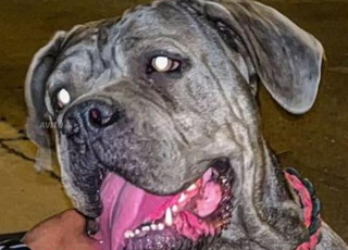 Femelle cane corso pedigrer