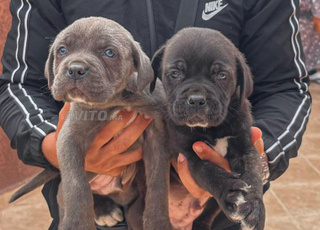 Chiot cane corso pure race