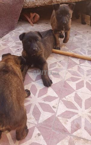 مالينوا شاربوني ماسك نوار