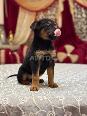 rottweler femelles 45 jours 