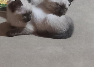 Chatons siamois femelles 
