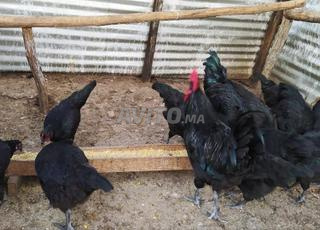 بيض مخصب الاسترالوب