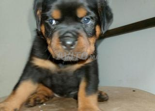 Rottweiler 