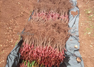 زريعة ديال الدالية ميشيل باليري (الكحلة ) 