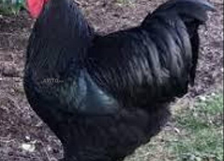 vente oeuf fécondé  australope