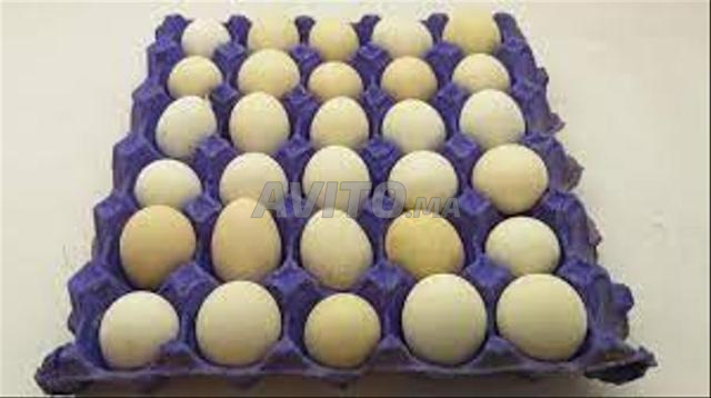 vente oeuf fécondé  australope - 2