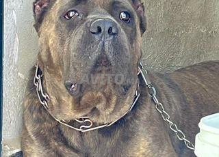 cane corso male 7 mois