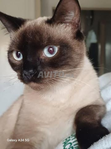 Chat siamois race pure 